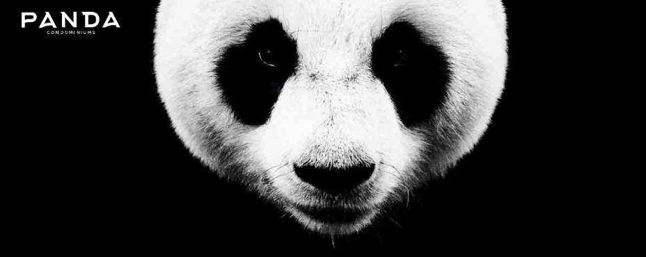 Panda Condos By Lifetime Developments